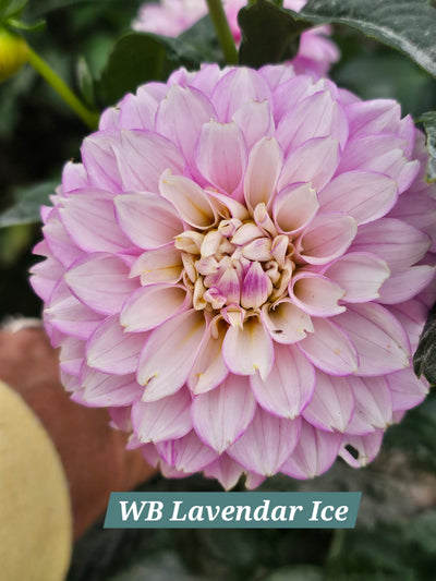 WB's Lavender Ice