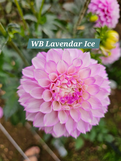 WB's Lavender Ice
