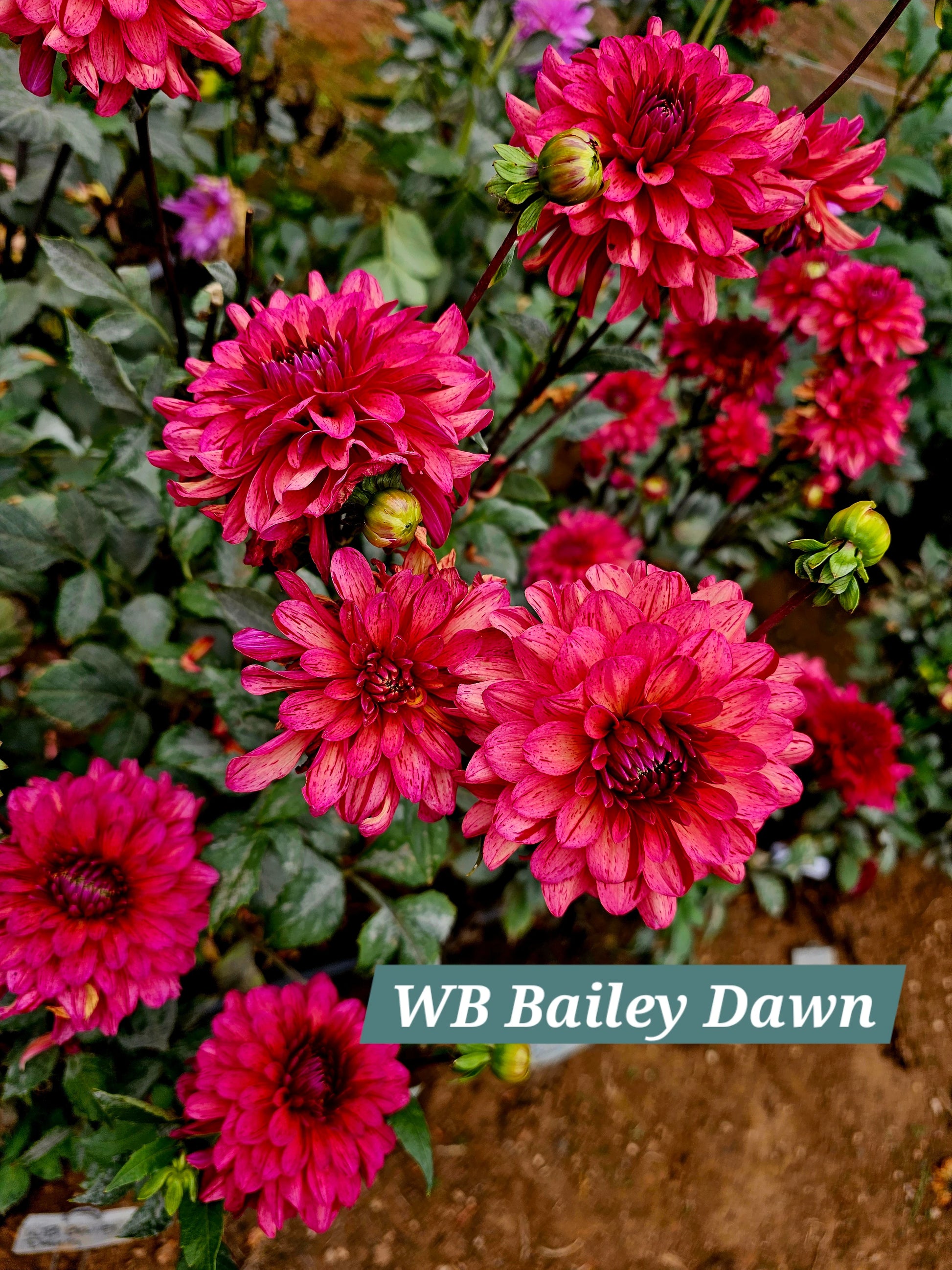 WB Bailey Dawn