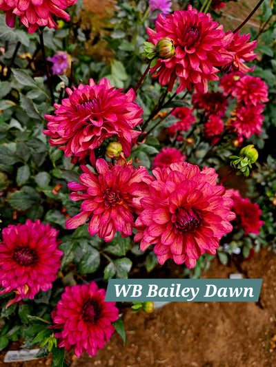 WB's Bailey Dawn