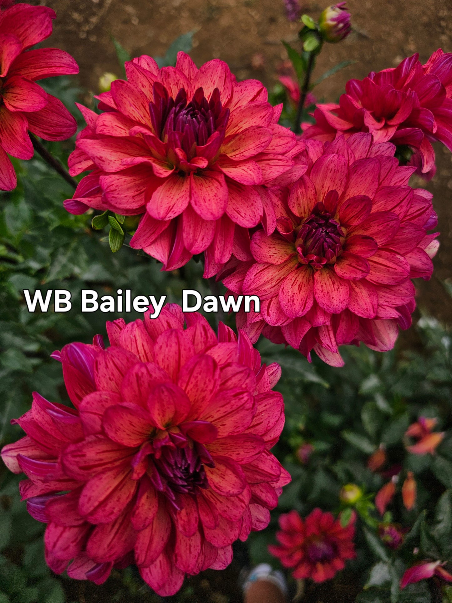 WB Bailey Dawn