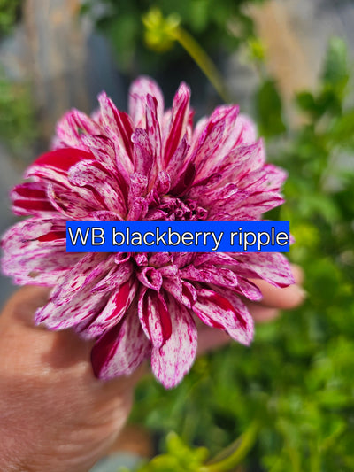 WB's Blackberry Ripple