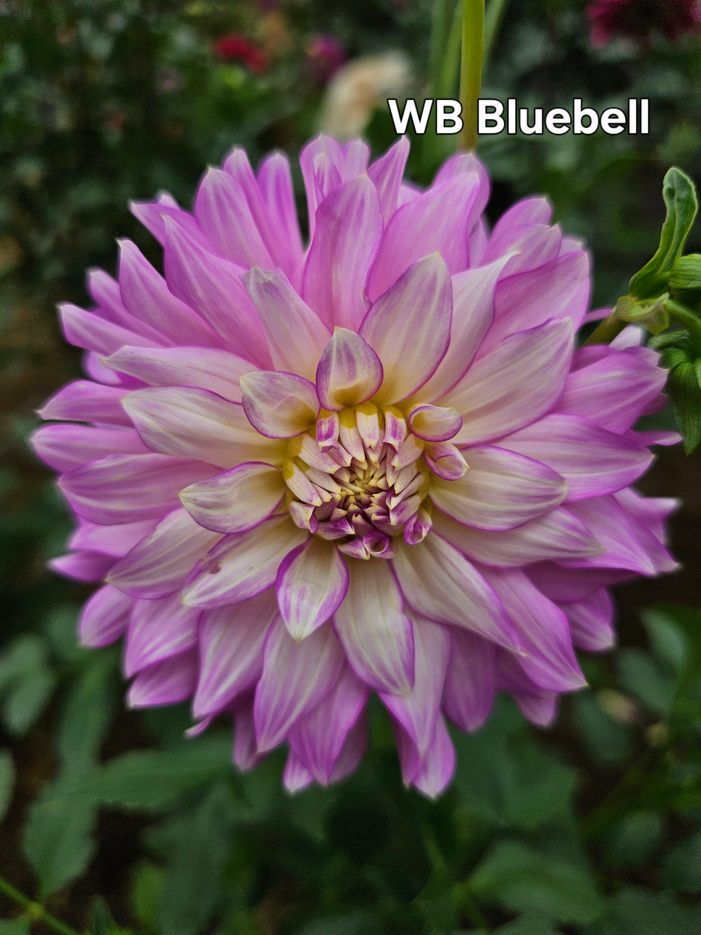 WB Bluebell