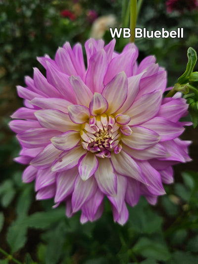 WB's Bluebell