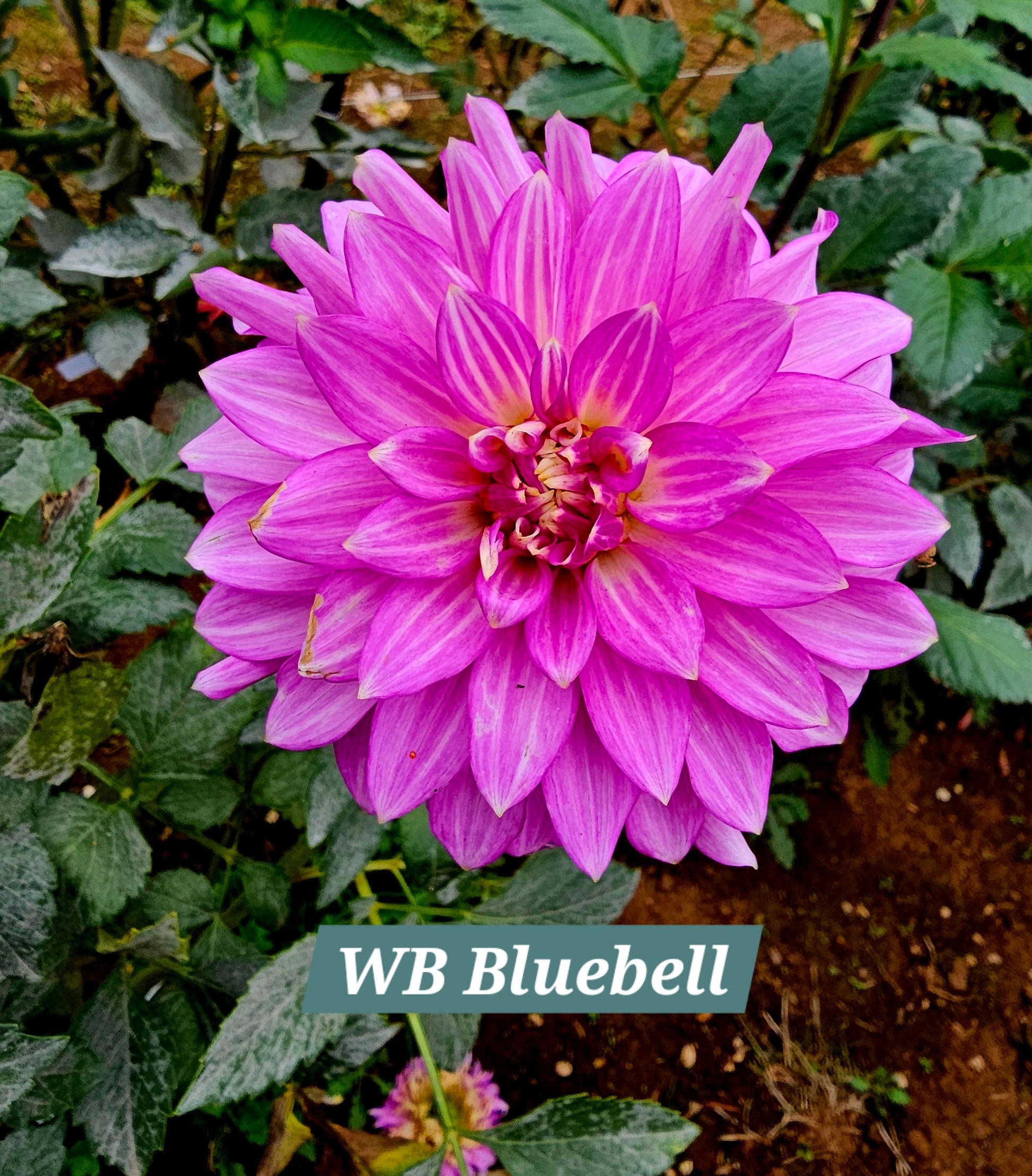WB Bluebell