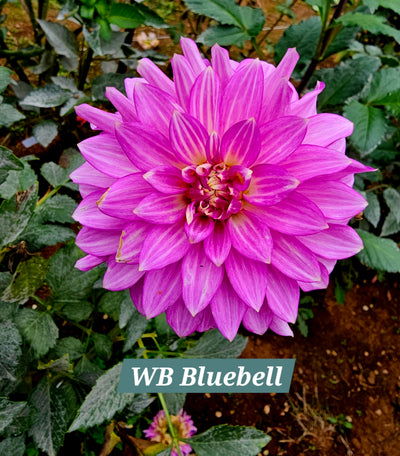 WB's Bluebell