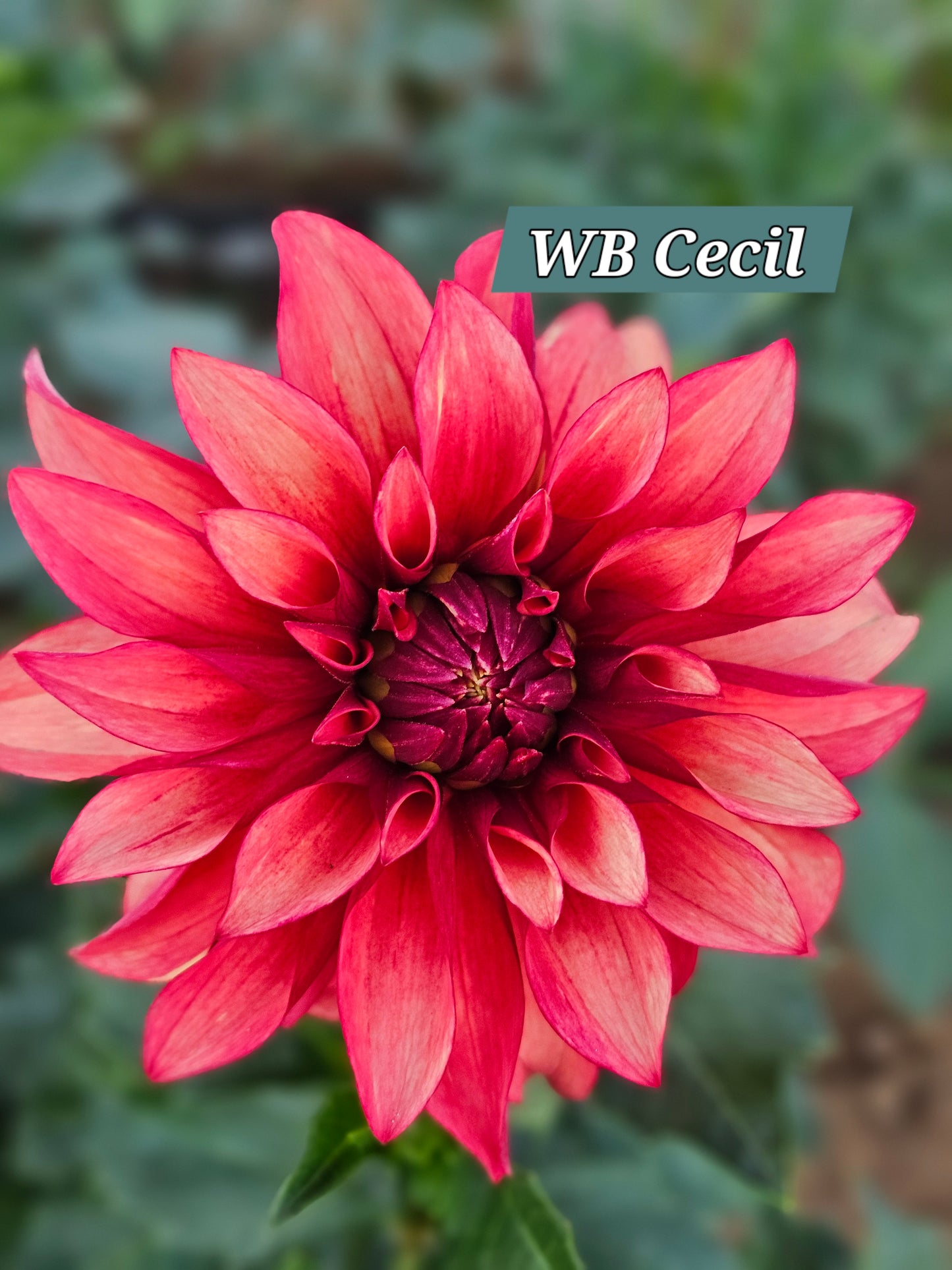 WB Cecil