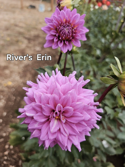 WB's Erin