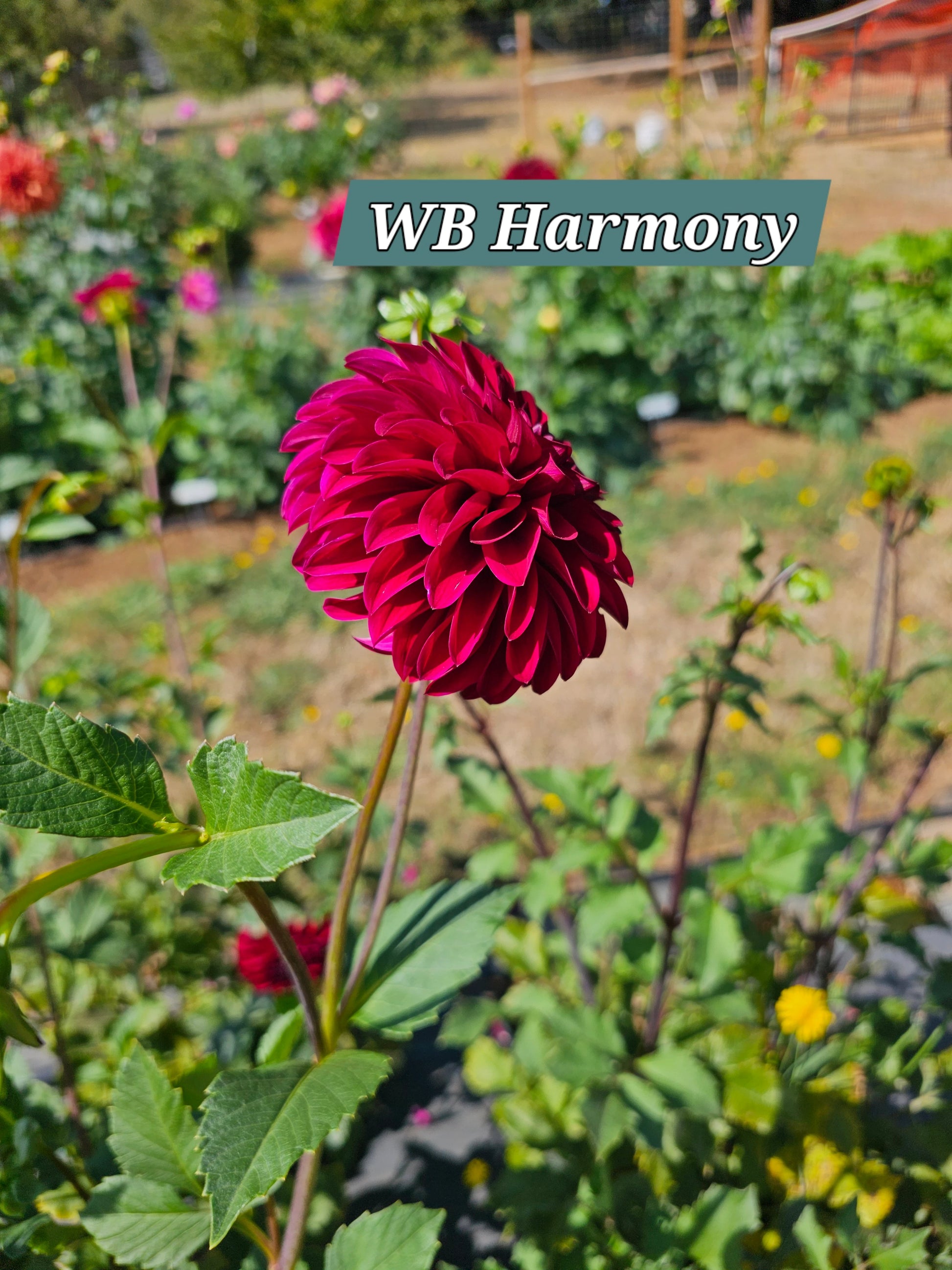 WB Harmony