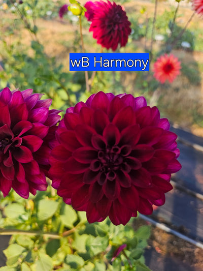 WB's Harmony