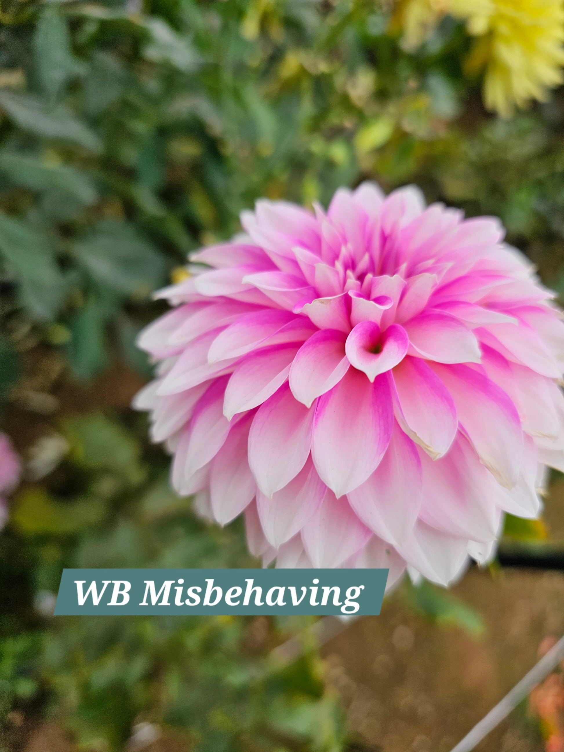 WB Misbehavin