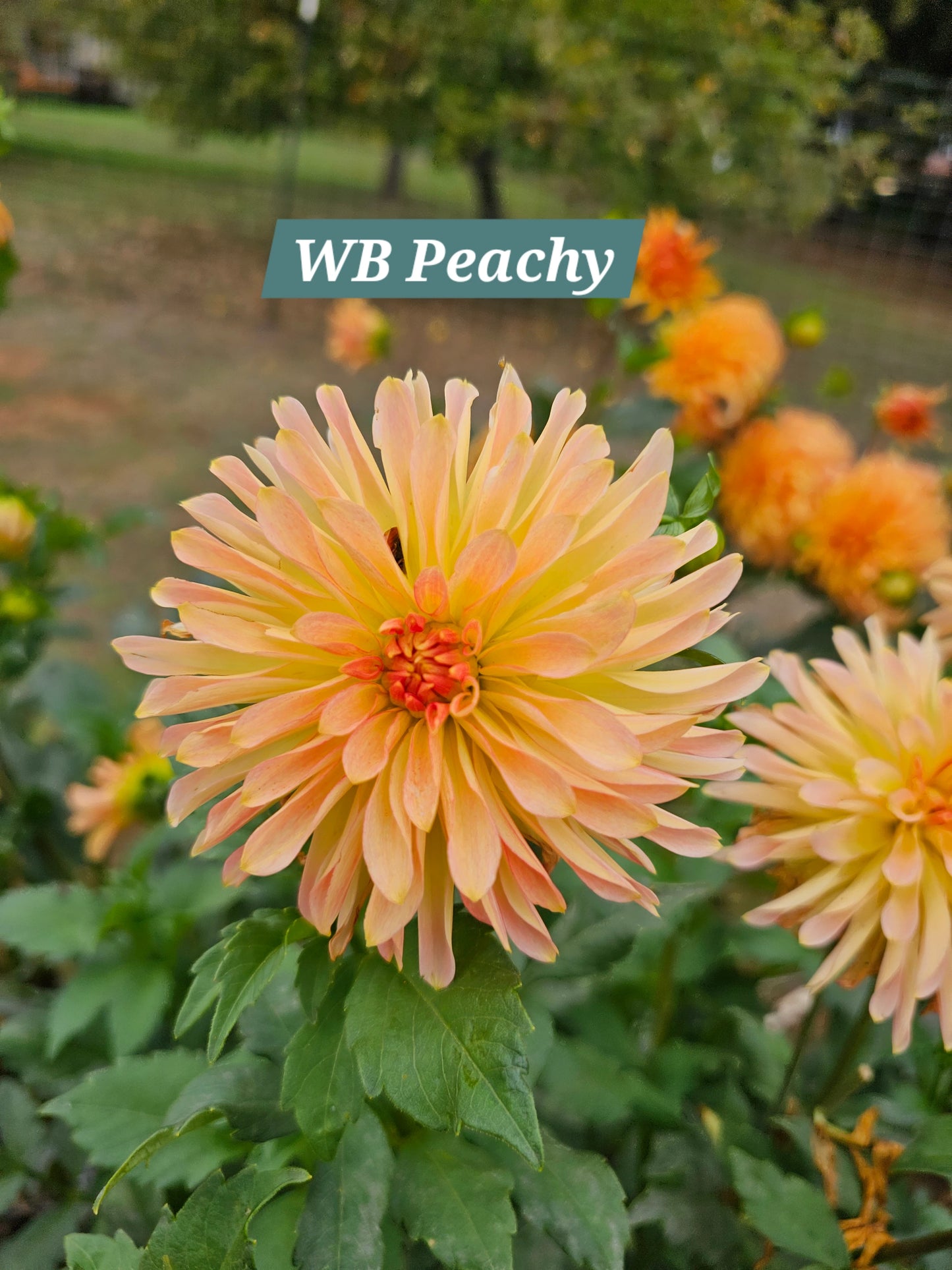 WB Peachy