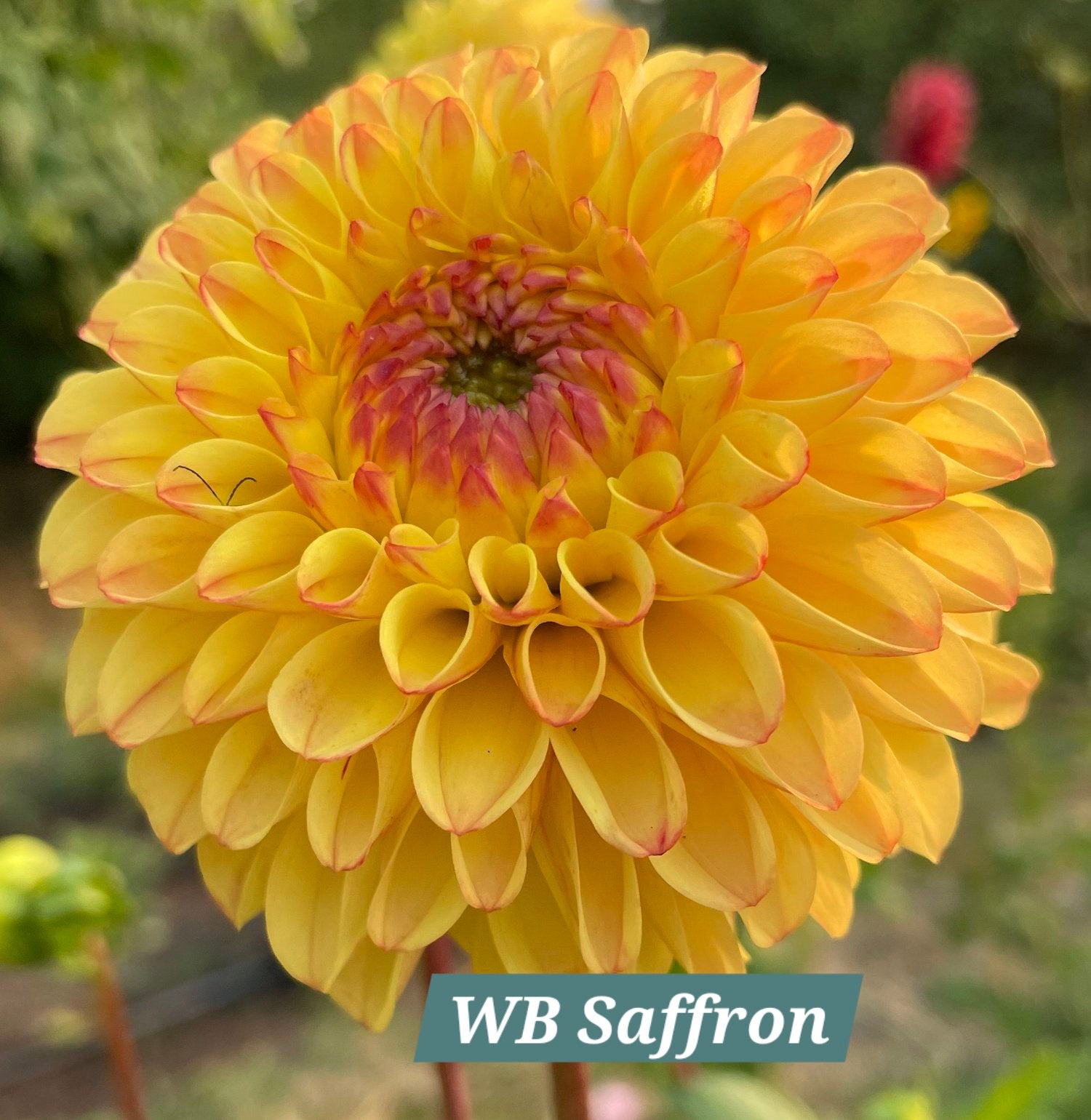 WB Saffron