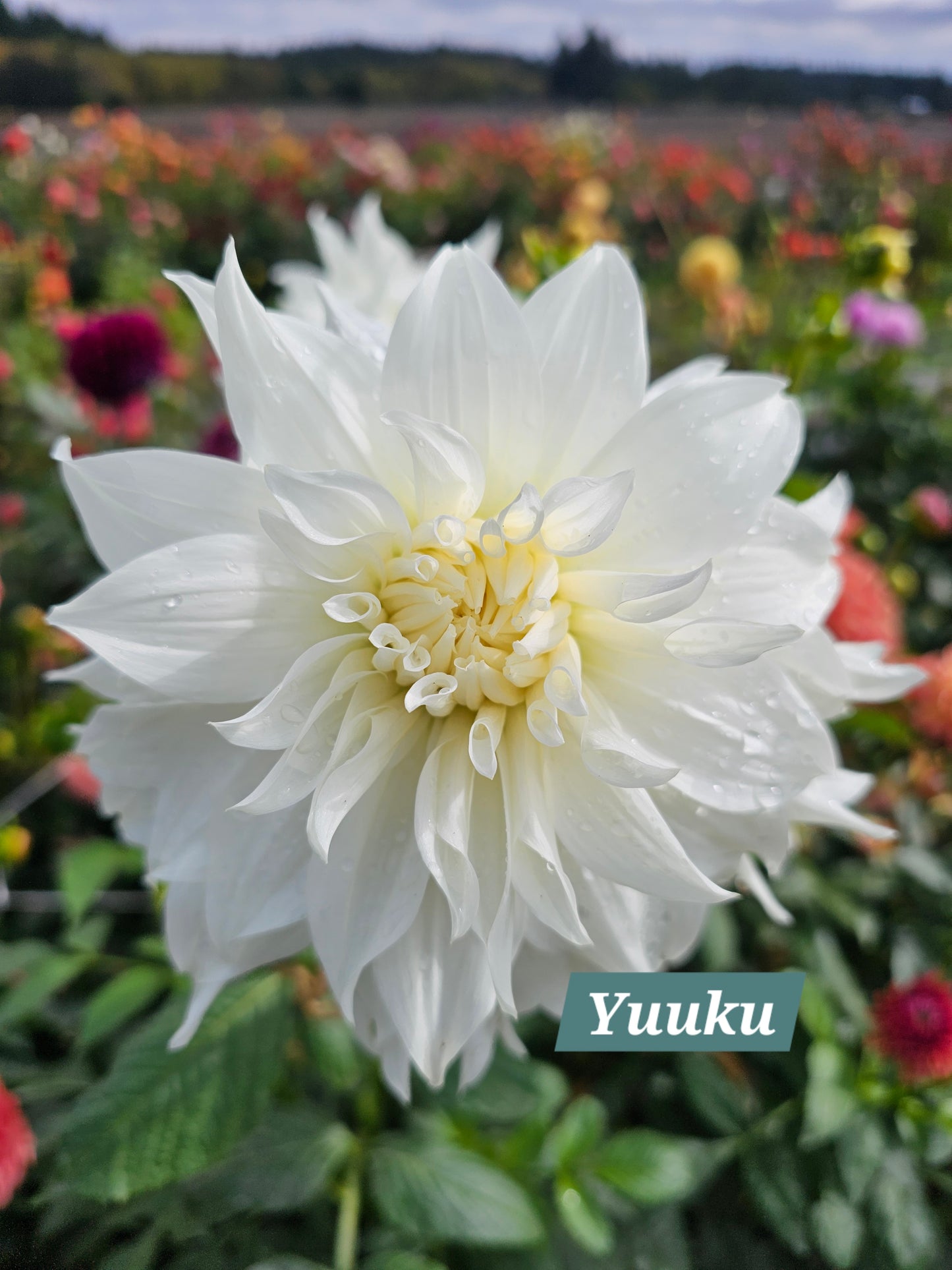 Yuukyu