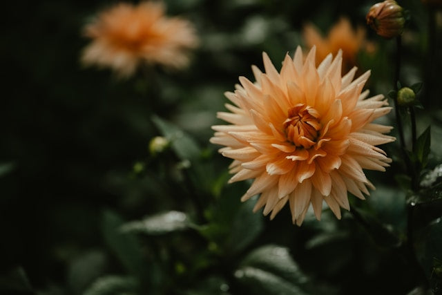 All Dahlias