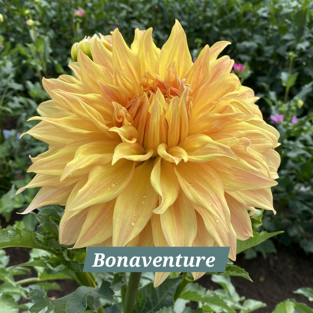 Bonaventure