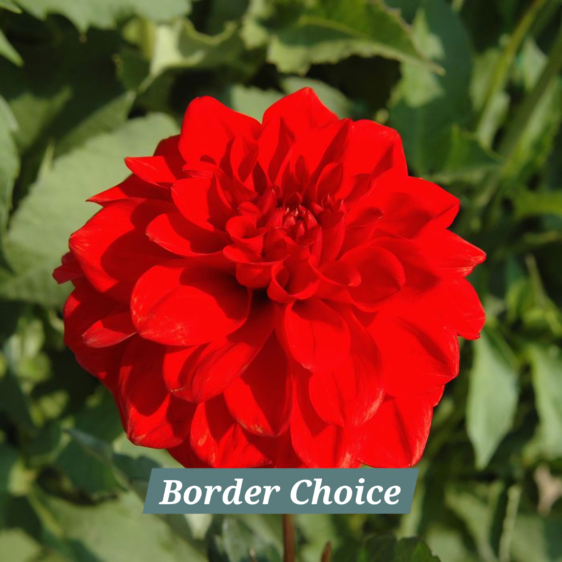 Border Choice