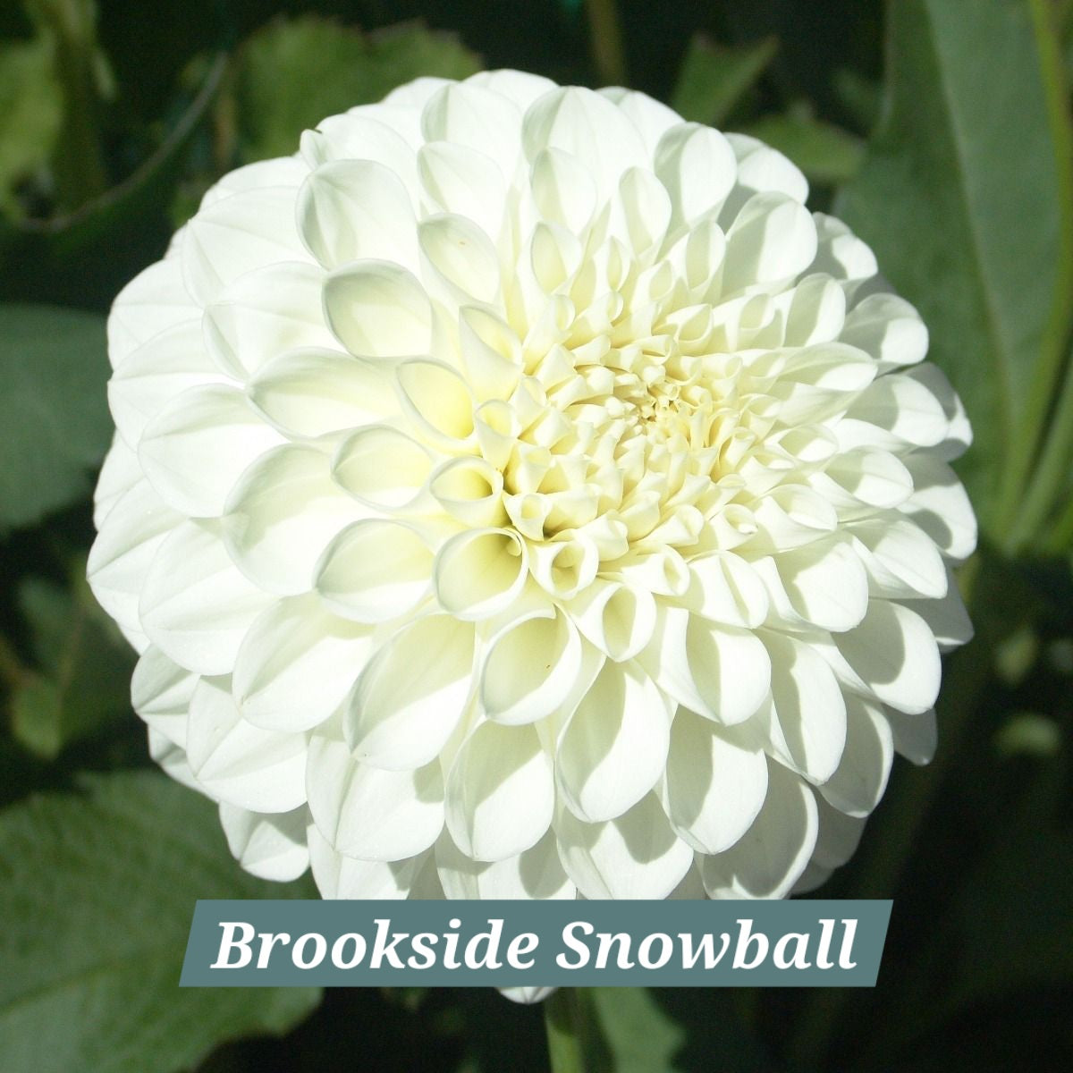 Brookside Snowball