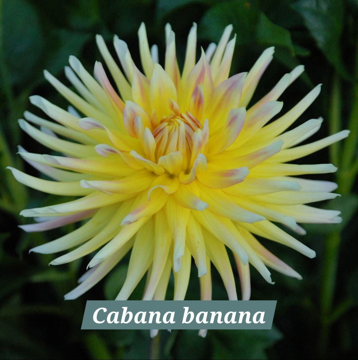 Cabana Banana