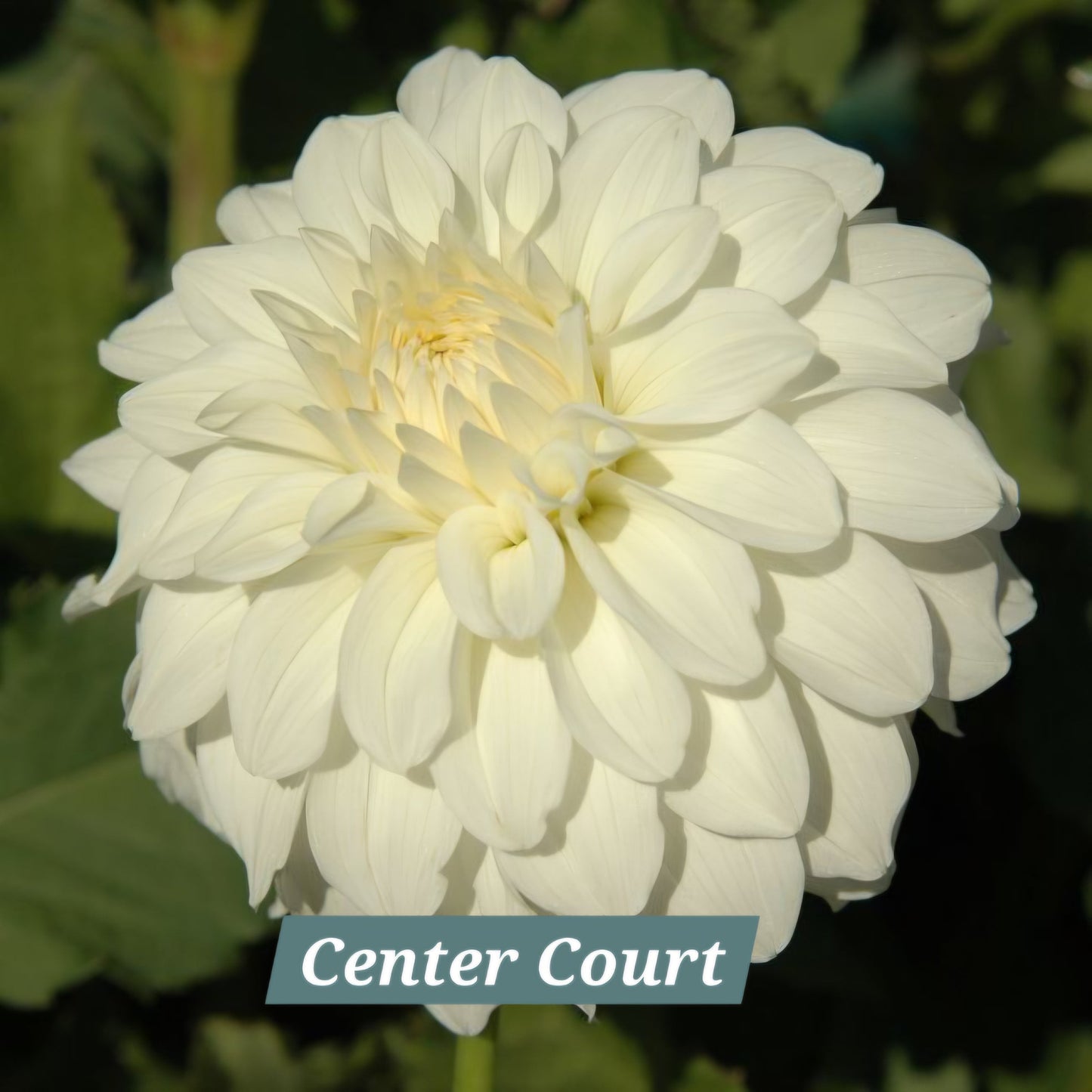 Center Court