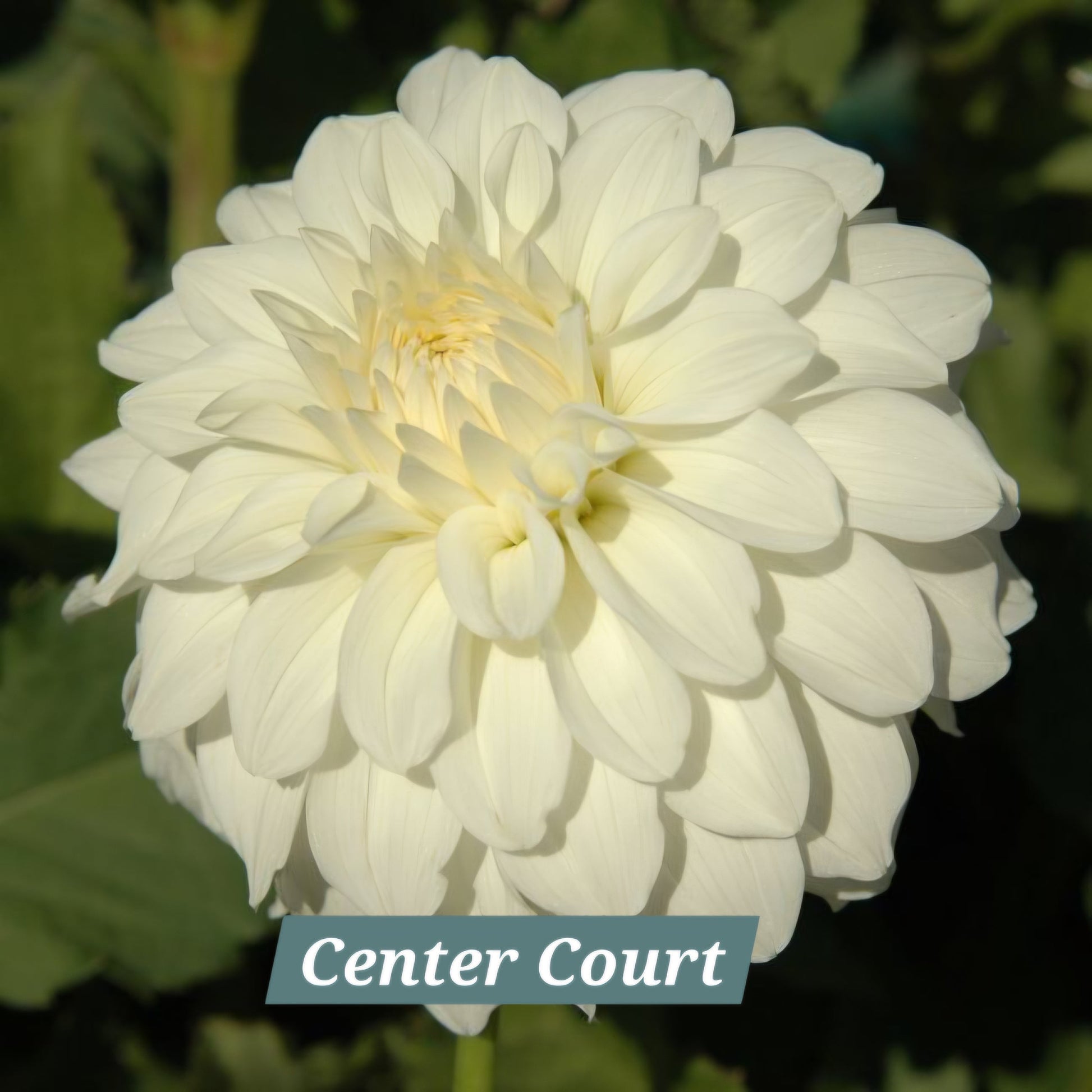 Center Court
