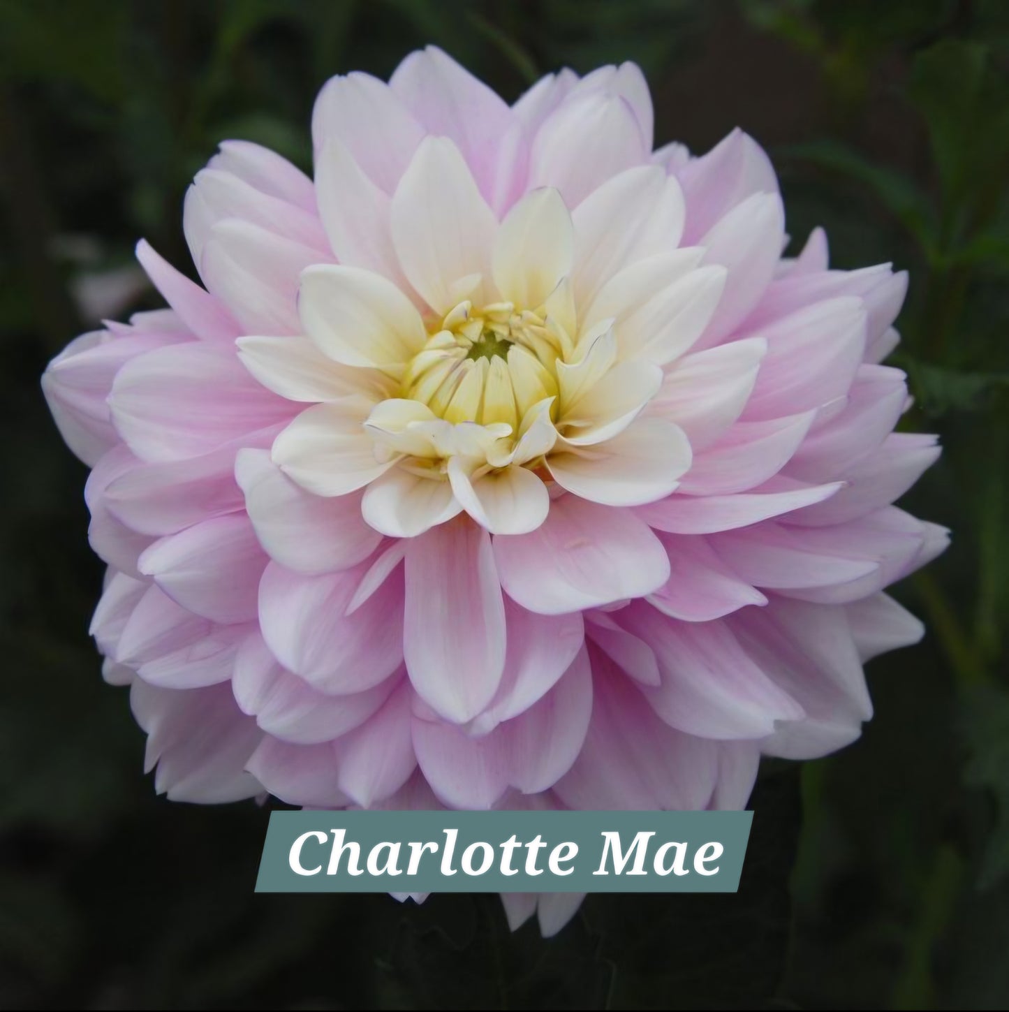 Charlotte Mae