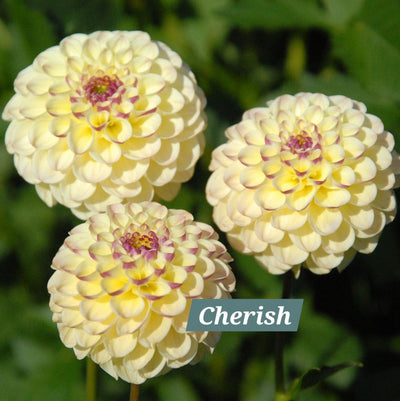 Cherish