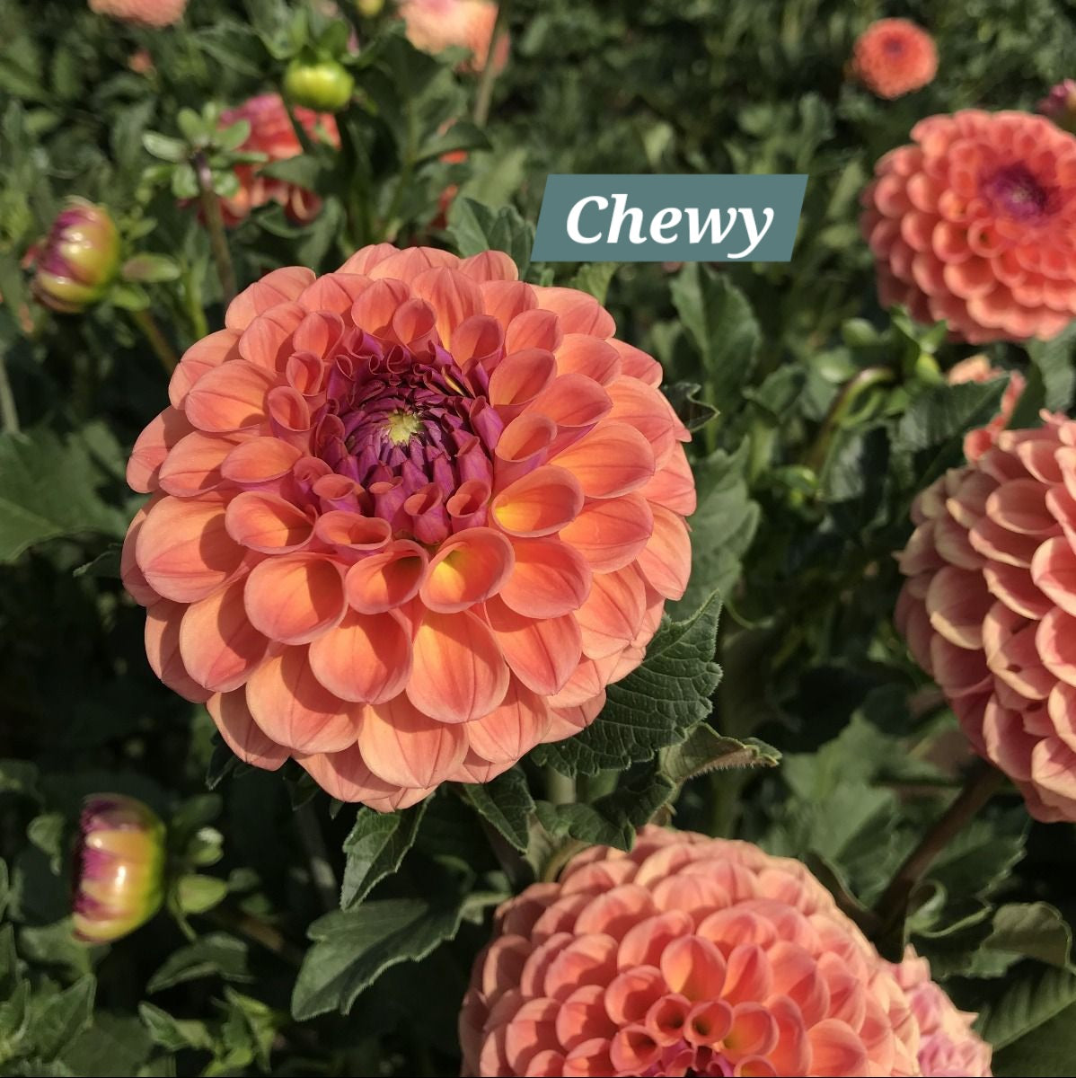Chewy