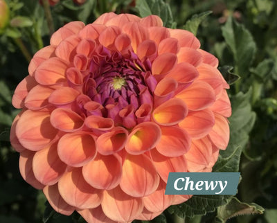 Chewy