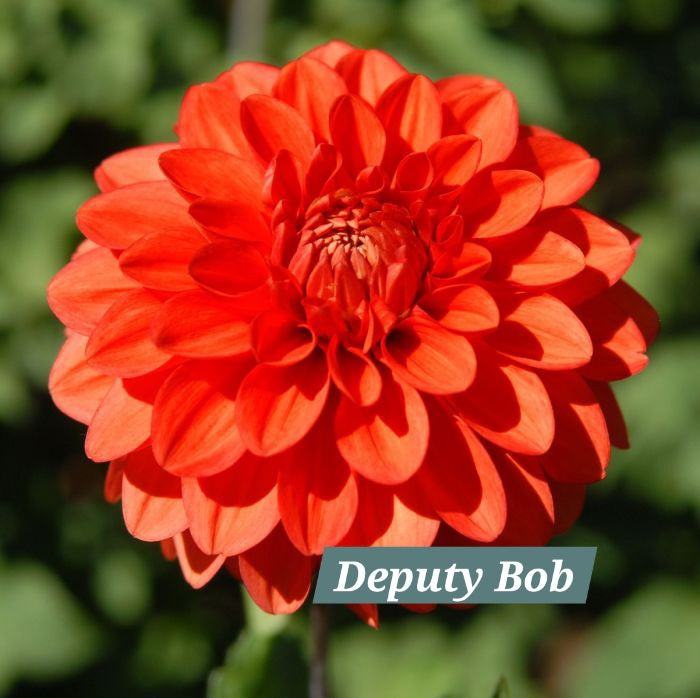 Deputy Bob