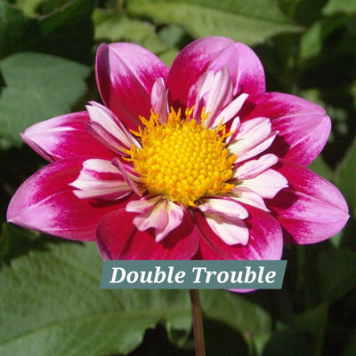 Double Trouble