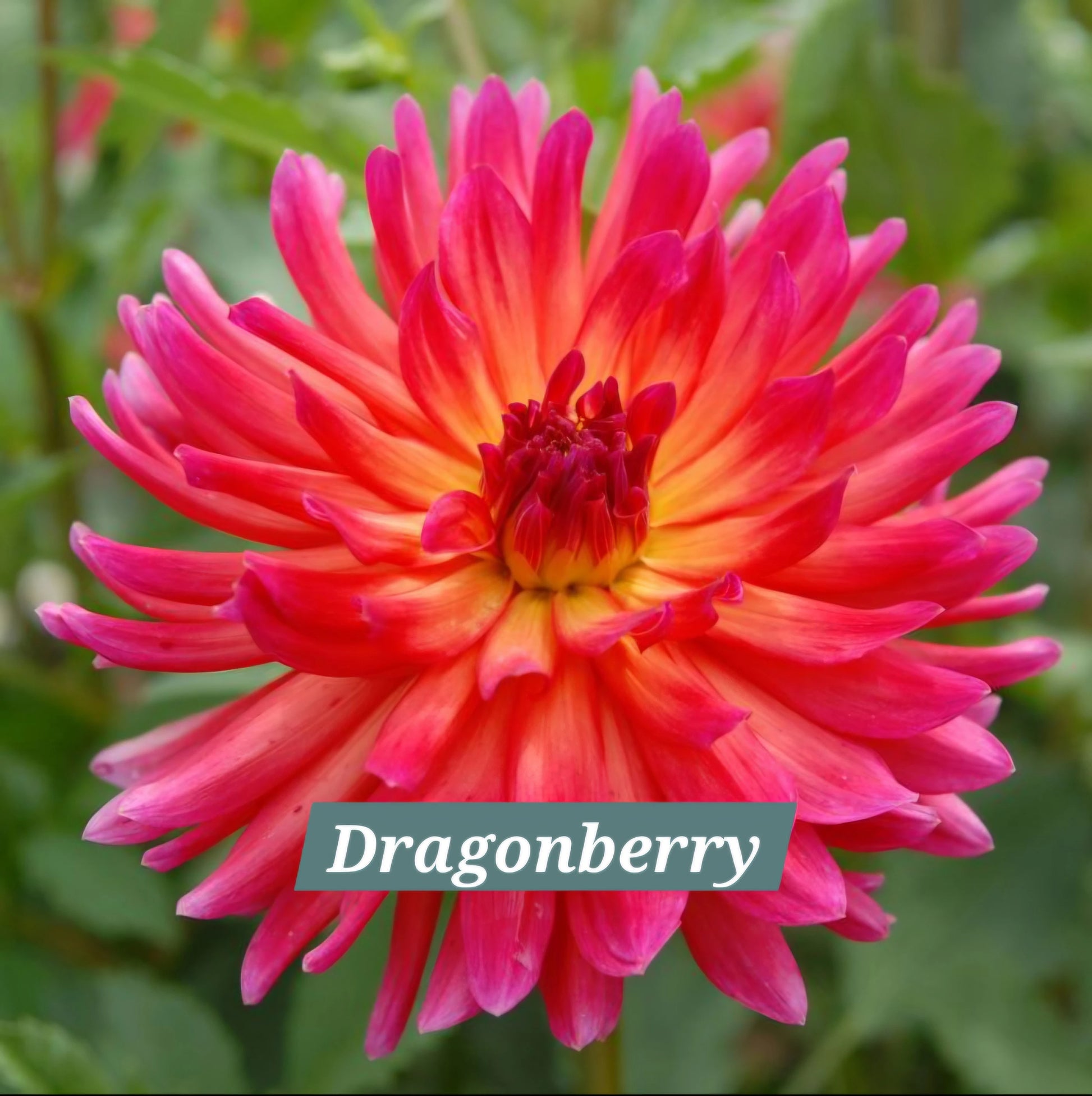 Dragonberry