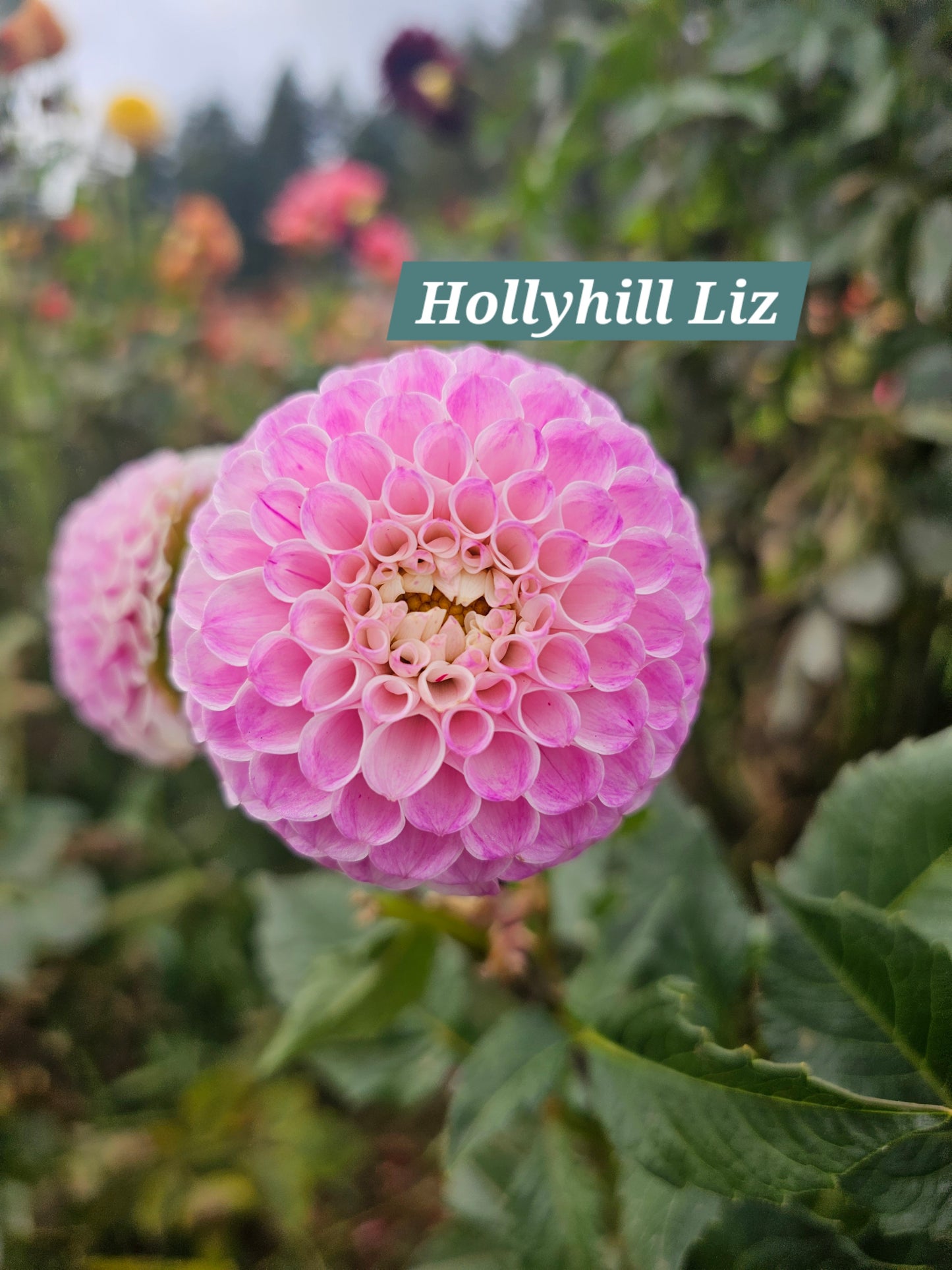 Hollyhill Liz