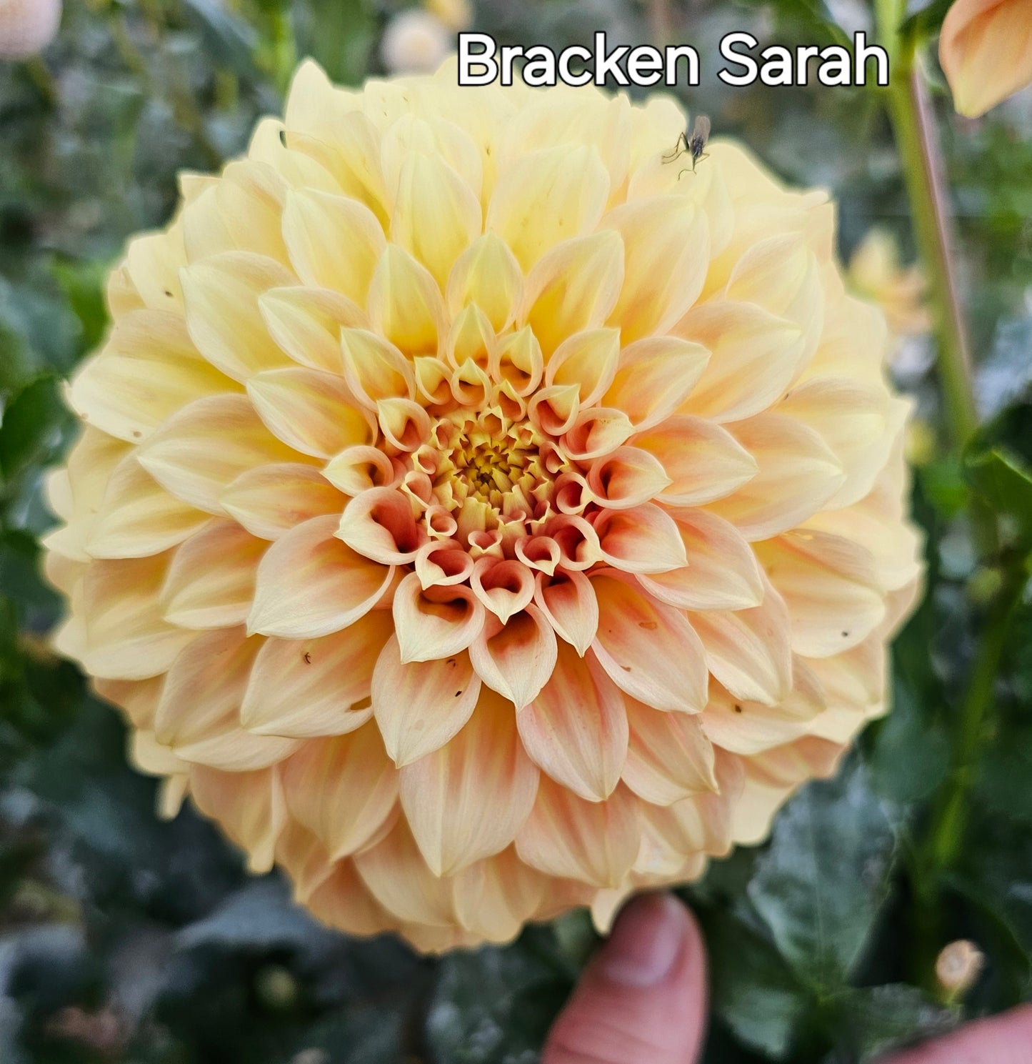 Bracken Sarah