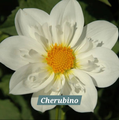 Cherubino